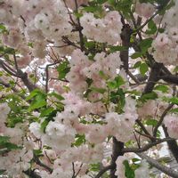 お散歩,通りすがり,タニラー,多肉女子の画像