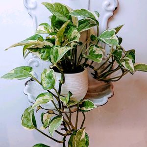 ポトス・エンジョイ,アンティーク雑貨,古道具×green,グリーンが好き♡,今日のお花の画像