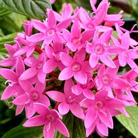 ペンタス,鉢植え,可愛い,星形のお花,癒しのひと時の画像