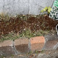 クリサンセマムの画像