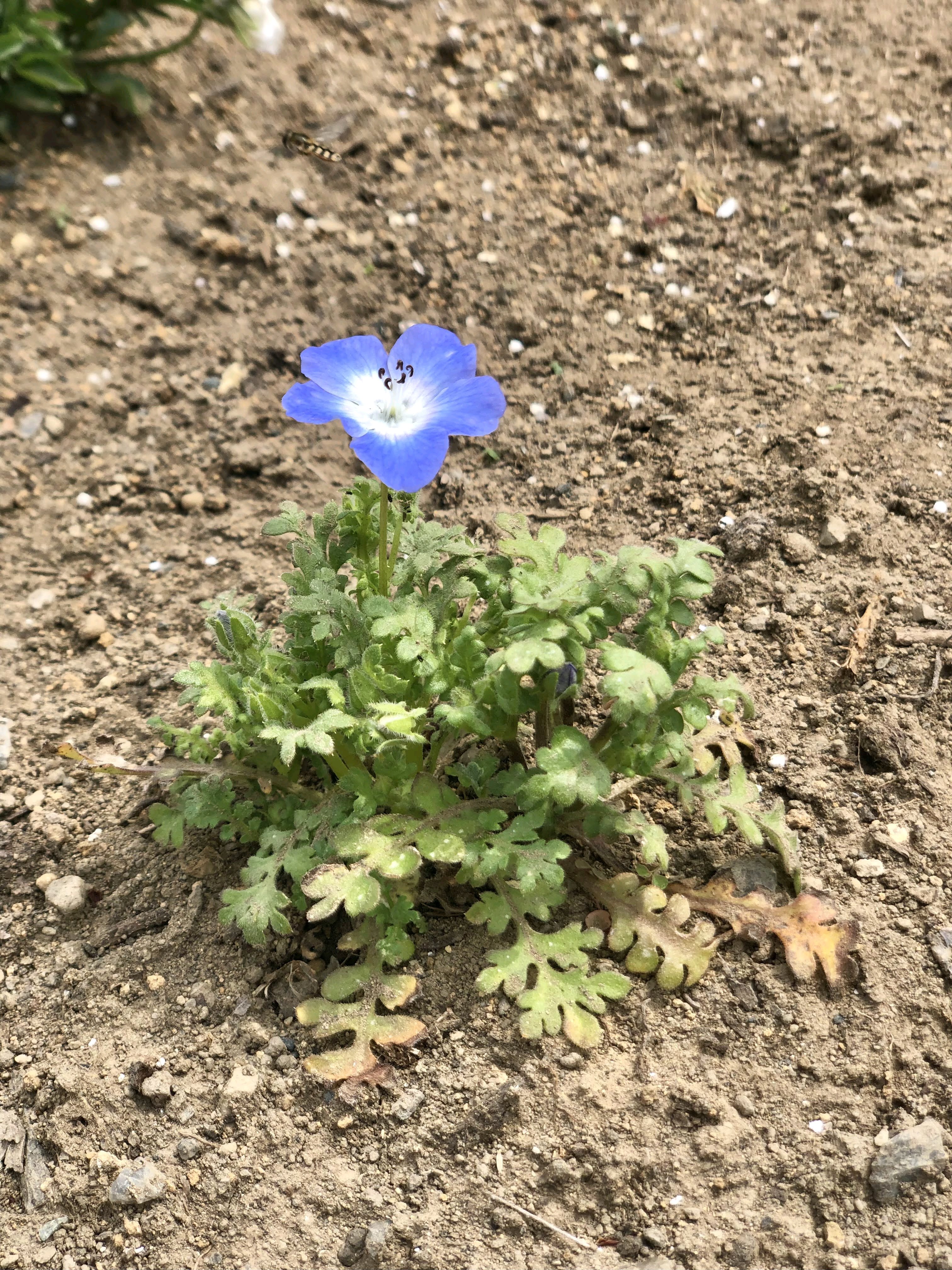 2024 𖡡 月見草・ネモフィラ・矢車草の種まき｜🍀GreenSnap（グリーン