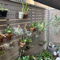 洋蘭,ビカクシダ属,チランジア属,洋ラン,癒しの画像