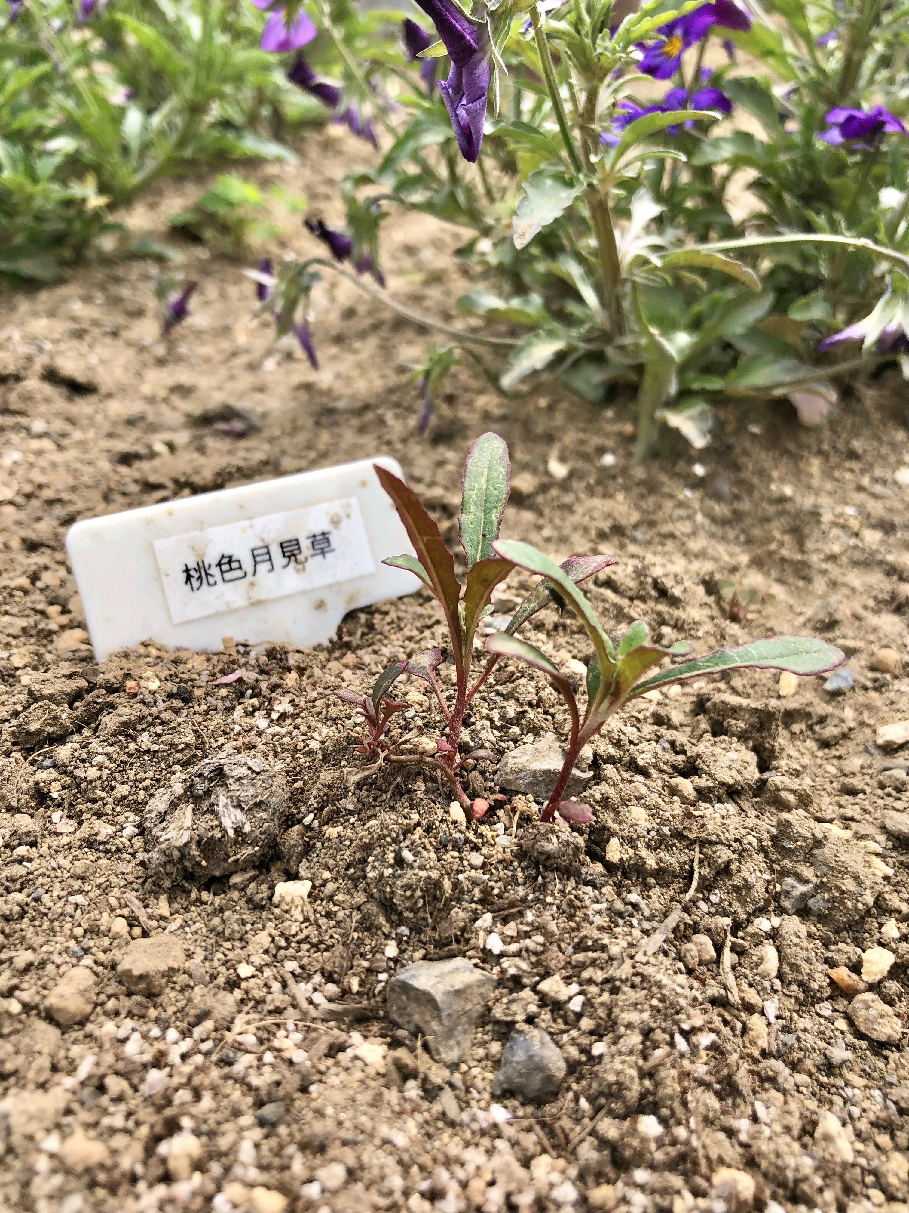 2024 𖡡 月見草・ネモフィラ・矢車草の種まき｜🍀GreenSnap（グリーン