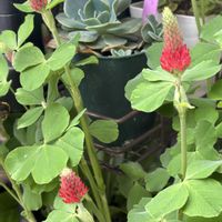 ストロベリーキャンドル,百日草,オリビア,ラベンダーフォーム,多肉のある暮らしの画像