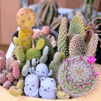 サボテン,サボテン寄せ植え,多肉植物,多肉中毒,多肉女子の画像