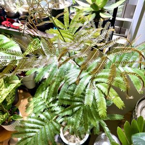 エバーフレッシュ,観葉植物,南国,植物,葉っぱの画像