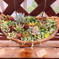 オーロラ,霜の朝,虹の玉,姫秋麗,リトルミッシーの画像
