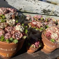 多肉植物,多肉寄せ植え,エケベリア属,多肉棚,もりもり多肉の画像