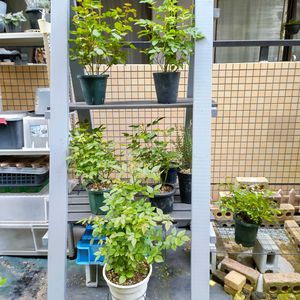 ミニバラ,DIY,ガーデニング,DIY飾り棚,手作り花台の画像
