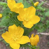 ヤマブキの画像