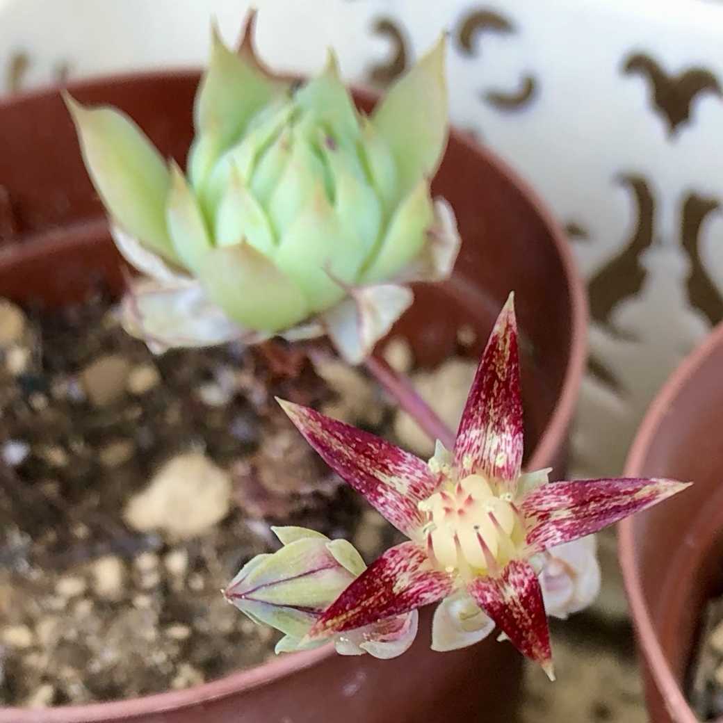 万年青(おもと)の一覧|🍀GreenSnap(グリーンスナップ) 万年青(おもと)の一覧|🍀GreenSnap(グリーンスナップ)