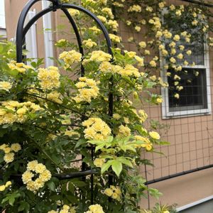 モッコウバラ,壁面 ,オベリスク,誘引,ばら バラ 薔薇の画像