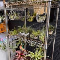 チランジア,チランジア,エアプランツ,観葉植物,駐車場の画像