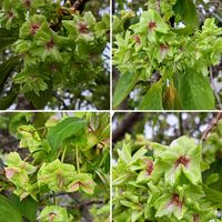 山椒,ﾋﾞｵﾗ,豆苗から,自分らしくね,健康は宝の画像