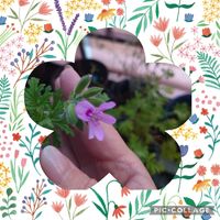 ローズゼラニウム,ハーブのある暮らし,癒される❣️,自然治癒力,植物は癒し♡  ̖́-の画像