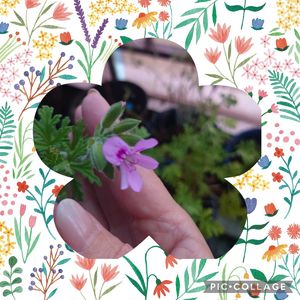 ローズゼラニウム,ハーブのある暮らし,癒される❣️,自然治癒力,植物は癒し♡  ̖́-の画像