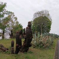 アザミ,アガベ,蘇鉄の画像