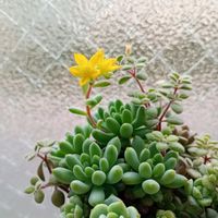 花火,ベランダ多肉,葉挿しっ子,多肉の実生_mon,エケベリア ペルシダ✕グラスボトルの実生_monの画像