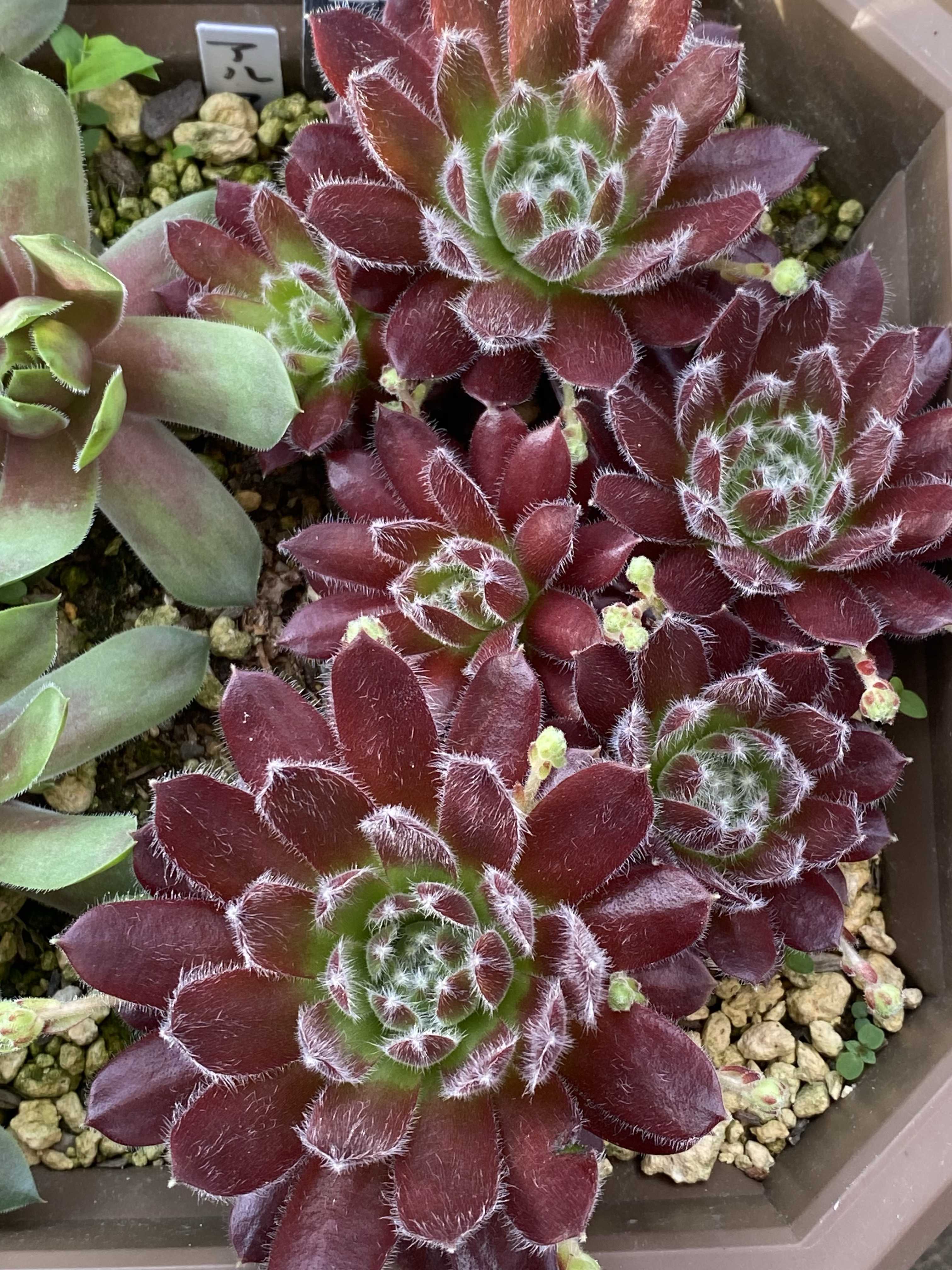 センペルビウム　サンドロップ センペルビウム サンドロップの一覧｜🍀GreenSnap（グリーンスナップ）