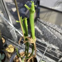 ユーフォルビア オンコクラータの画像