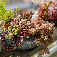 姫秀麗,玉葉,パールフォン ニュルンベルク,寄せ植え,多肉植物の画像