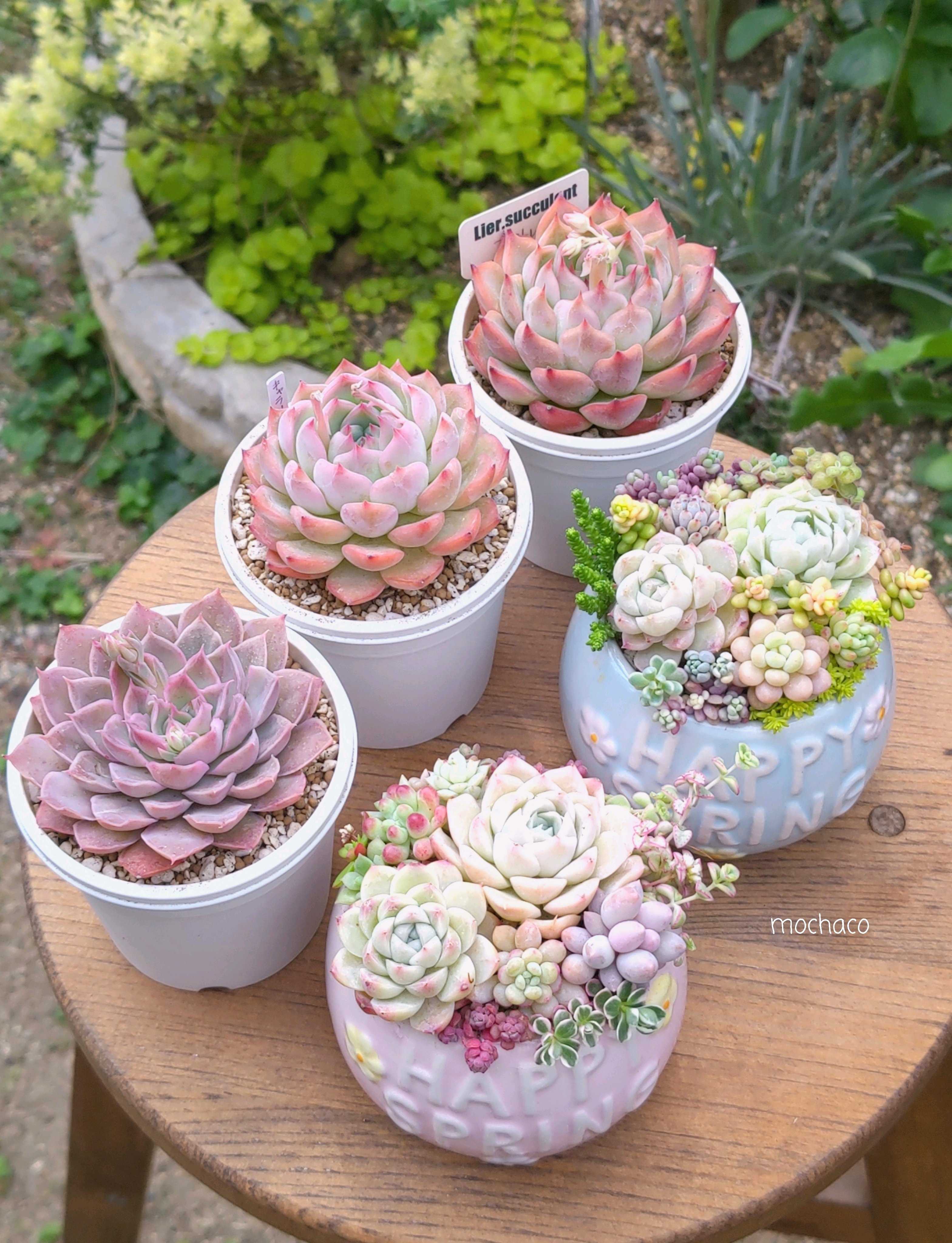 お纏め多肉植物レアマジックサバナ錦カット