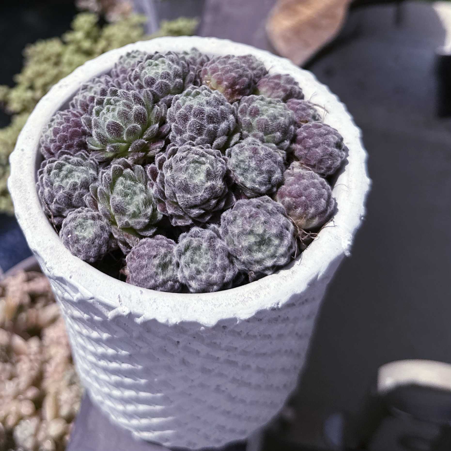 多肉植物ア工オニウム錦❤️ロスコフ錦❤️青花磁❤️状態図 38#多肉植物アエオニウム❤️ロスコフ錦❤️青花磁❤️1大頭4小