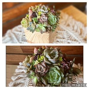 寄せ植え,多肉植物,葉挿し,リメ缶,多肉寄せ植えの画像