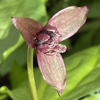 セツブンソウ,ニリンソウ,ニリンソウ,エンレイソウ,エンレイソウの画像