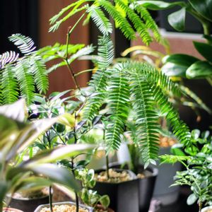 エバーフレッシュ,エバー・フレッシュ,観葉植物,エバーフレッシュ☆,水差し♪の画像