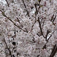 サクラ,サクラ,ソメイヨシノ,ソメイヨシノ,さくら サクラ 桜の画像