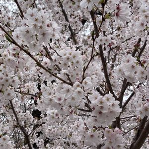 サクラ,サクラ,ソメイヨシノ,ソメイヨシノ,さくら サクラ 桜の画像