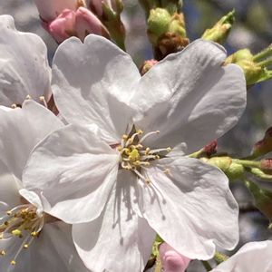 サクラ,サクラ,ソメイヨシノ,ソメイヨシノ,さくら サクラ 桜の画像