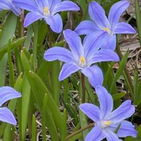 チオノドクサ,北海道,春の訪れ,花っていいねの画像