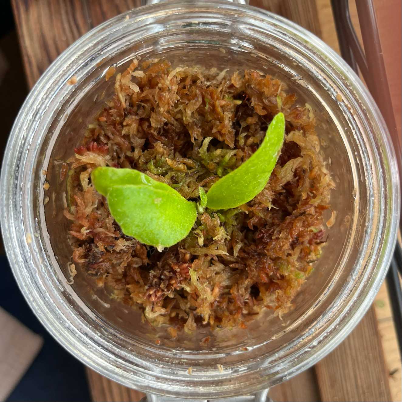 ビカクシダ　レモイネイ　選抜 P. veitchii 'Lemoinei' #DRL 成長記録 2024.12.15｜🍀GreenSnap