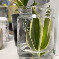 ブロッコリースプラウト,サンスべリア,水耕栽培,葉挿し,リビング・ダイニングの画像