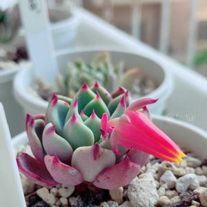 七福美尼（しちふくびに）,植え替え,つぼみ,ベランダ多肉,ピンク❤︎ピンクの画像