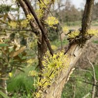 ウメ,サンシュユ,アロエベラ,ミズキ科,お出掛け先の画像