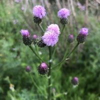アザミ,キツネアザミ,雑草,ピンクの花,花のある暮らしの画像