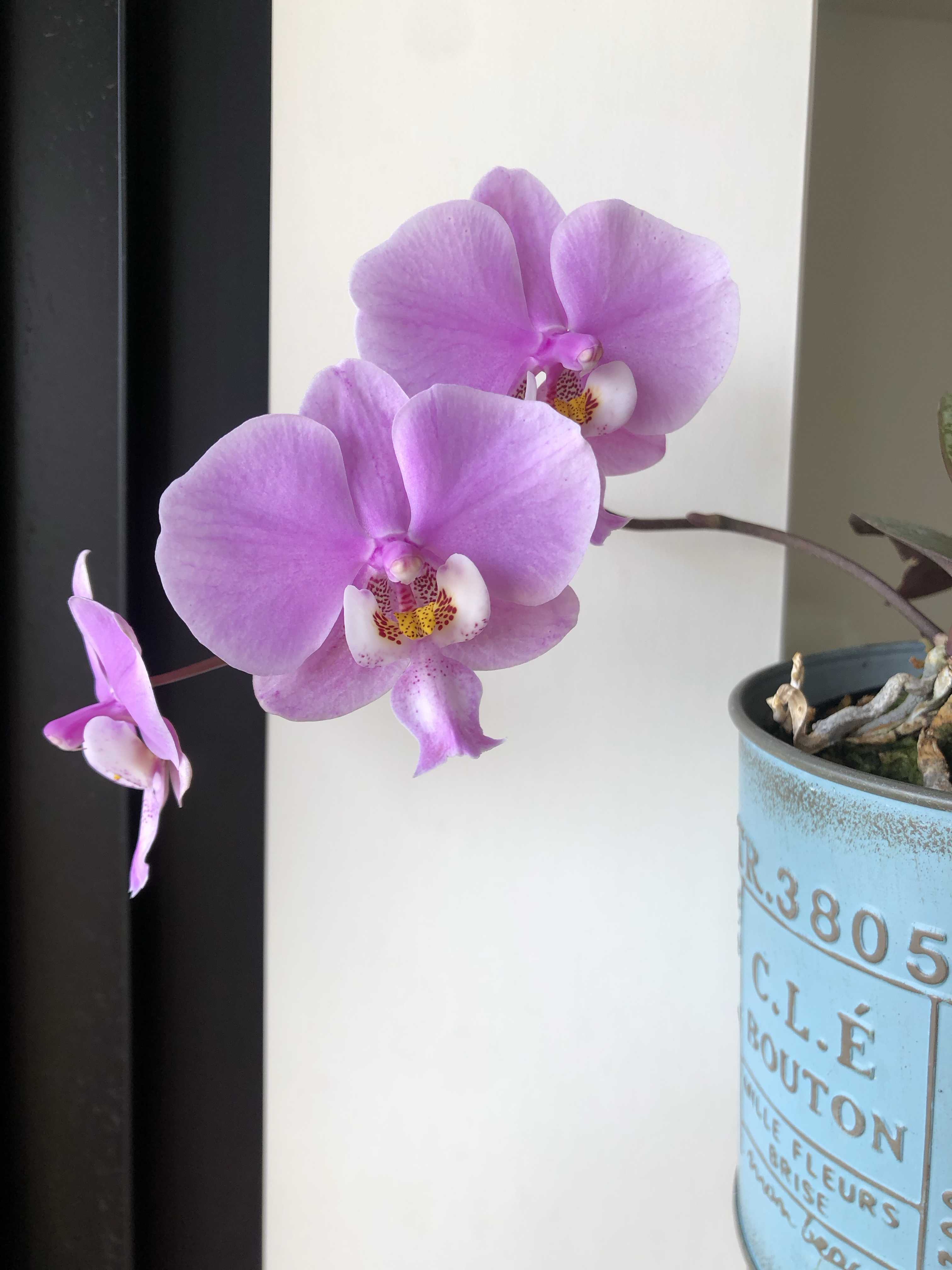 ファレノプシス シレリアナ Phalaenopsis schilleriana 咲く