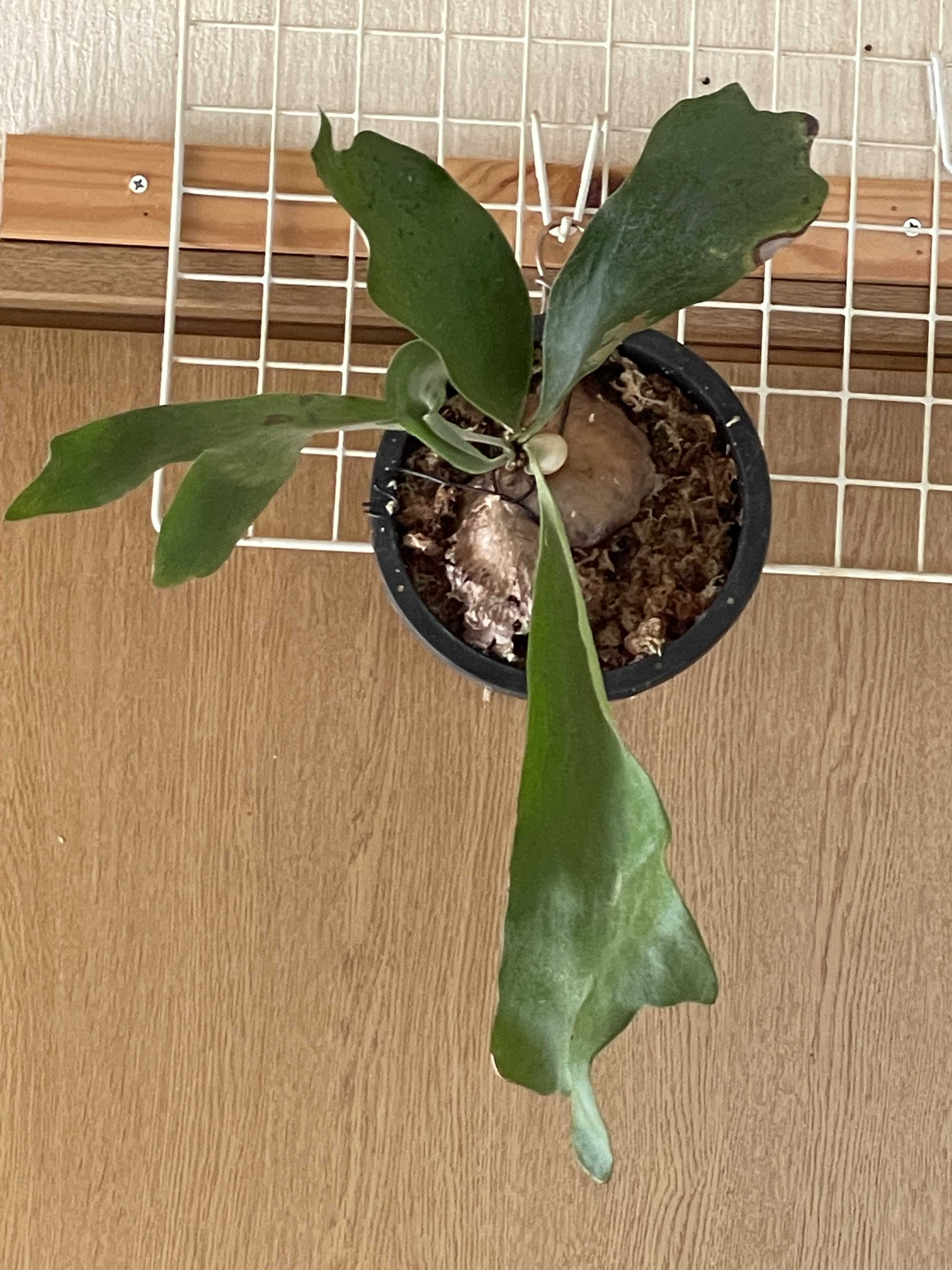 ビカクシダの森 ビカクシダの森