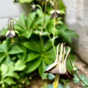 オダマキ チョコレートソルジャー,シェードガーデン,花のある暮らし,私の庭,庭の片隅の画像