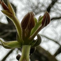 くるみ,実家の畑,いいねをありがとうございます¨̮♡︎の画像