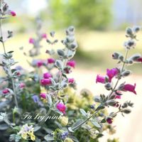 オルレア,フェアリーピンク,花のある暮らし,咲いてくれてありがとう❤,出会いに感謝♡の画像