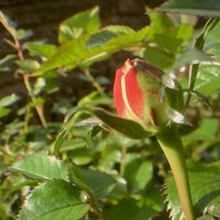 つぼみ,花のある暮らし,葉っぱのある暮らし,バラ・ミニバラ,小庭のある暮らしの画像