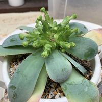 グリーノビア,多肉の花芽の画像