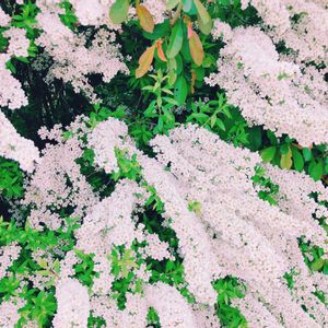 ユキヤナギ,花のある暮らし,GS映え,GS日和,お出かけ先の画像