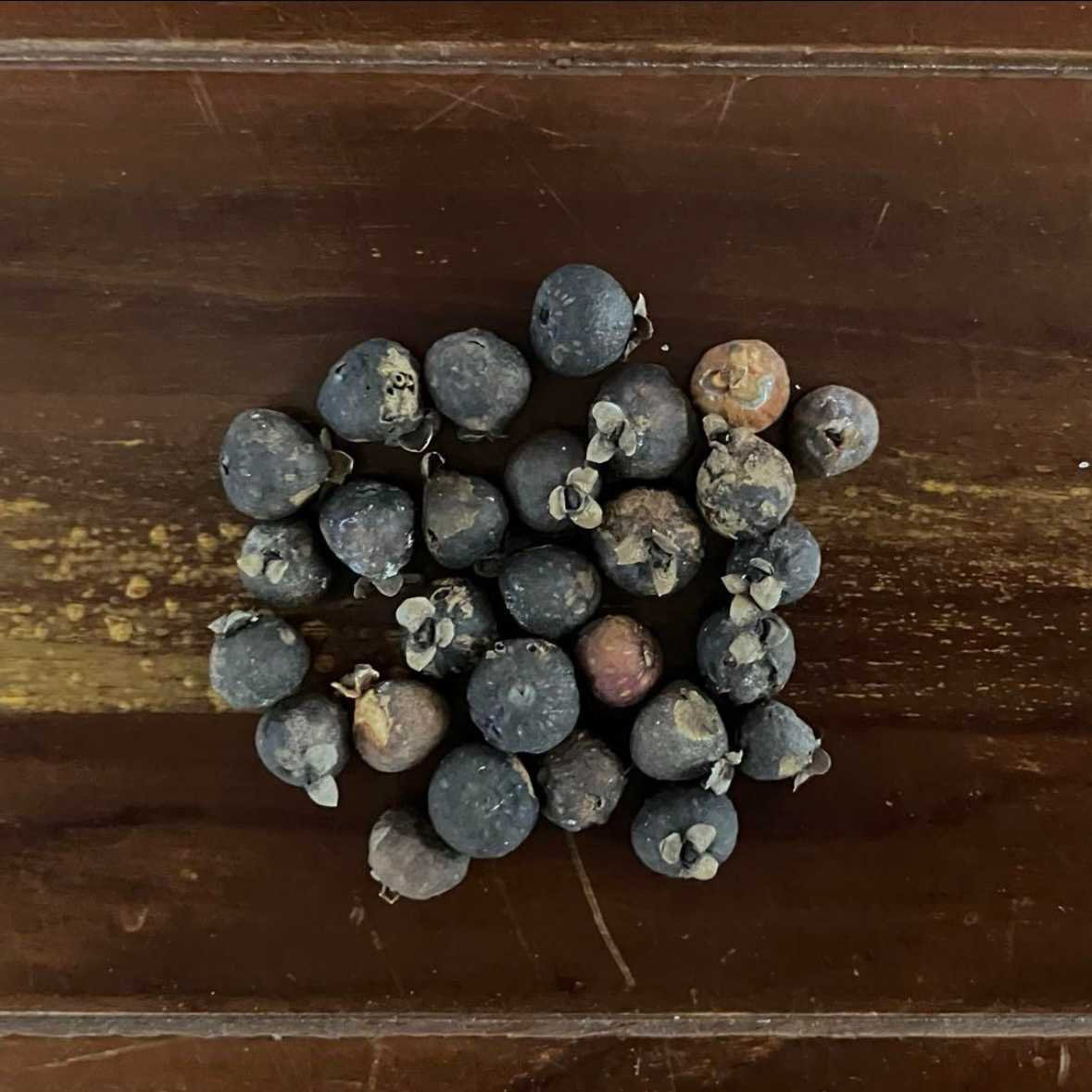 種から育てるガジュマル｜🍀GreenSnap（グリーンスナップ）