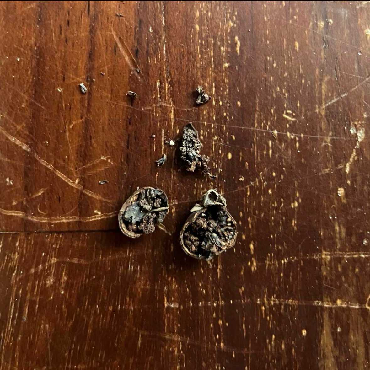 種から育てるガジュマル｜🍀GreenSnap（グリーンスナップ）