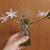 セッコク,観葉植物,水栽培,着生蘭,着生ランの画像